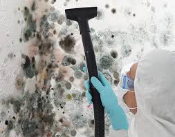 Why You Should Choose Our Mold Remediation Services in Hallsville, MO